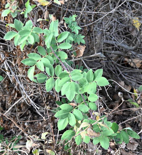 iNaturalist observation photo of California Wild Rose