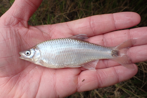 Blacktail shiner (Cyprinella venusta) — Cyprinidae