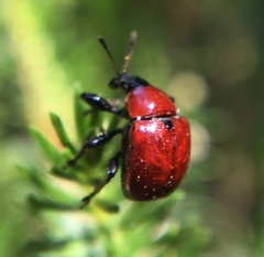 Attelabus nitens