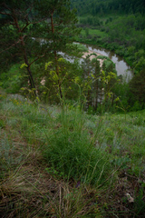 Peucedanum morisonii