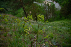 Peucedanum morisonii