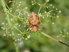 Oxyopes heterophthalmus