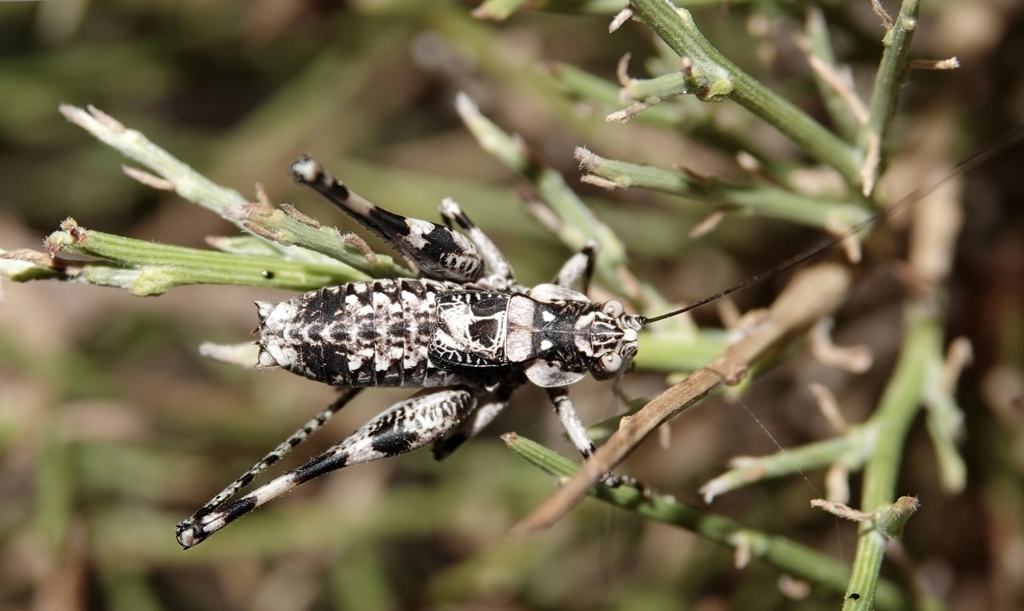 Antaxius bouvieri