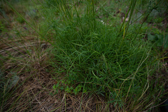 Peucedanum morisonii