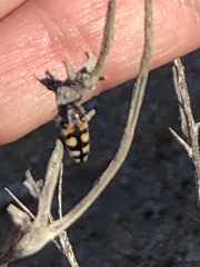 Acmaeodera tuta