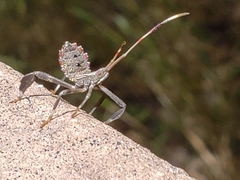Acanthocephala declivis