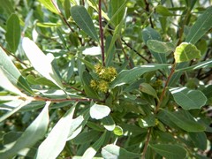 Myrica gale tomentosa