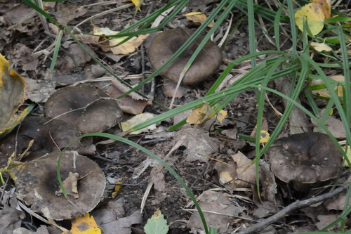 Наблюдение на iNaturalist