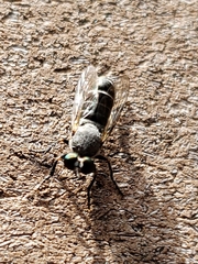 Atomosia melanopogon