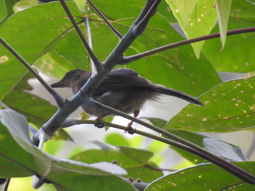 Cream-eyed Bulbul (Pycnonotus pseudosimplex), photo 5