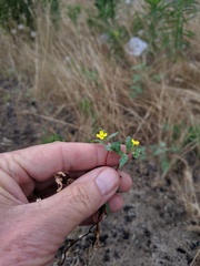 Camissoniopsis lewisii