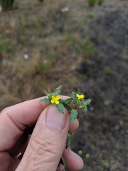 Camissoniopsis lewisii