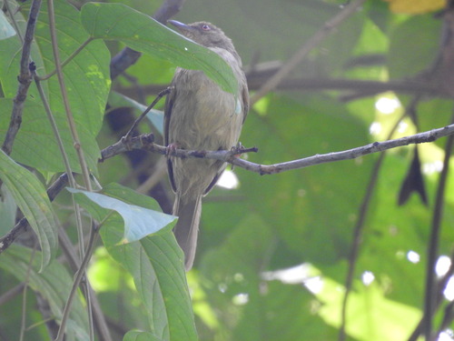 Asian Red-eyed Bulbul (Pycnonotus brunneus), photo 9