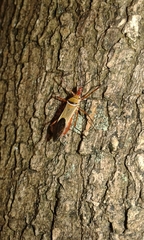 Zelus grassans
