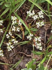 Limnosciadium pumilum