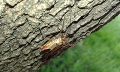 Zelus grassans