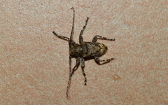 Oreodera brailovskyi