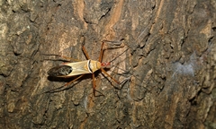Zelus grassans