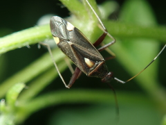 Closterotomus ventralis