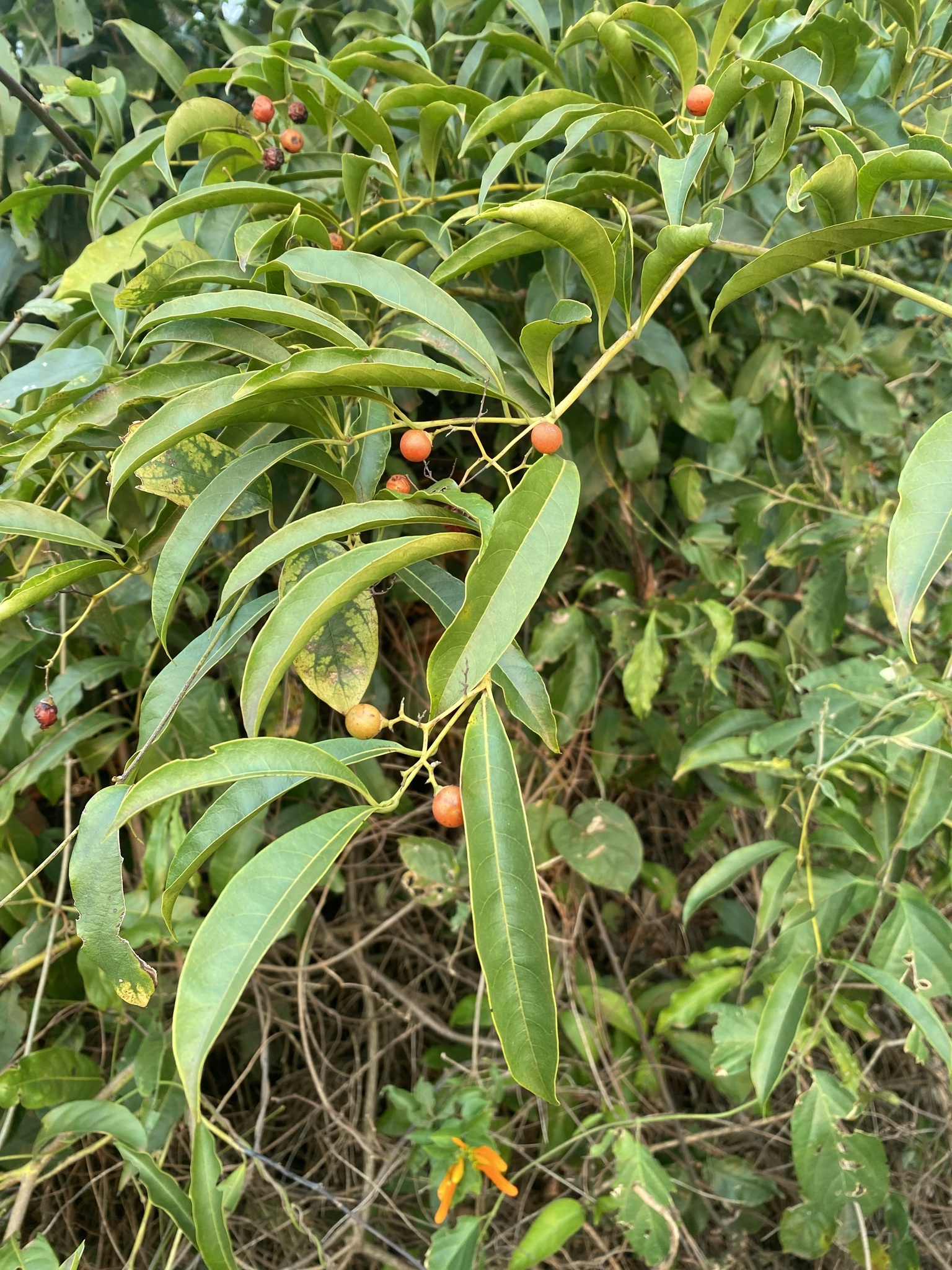 Cordia ecalyculata