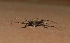 Oreodera brailovskyi