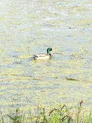 Anas platyrhynchos