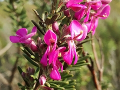 Indigofera sulcata