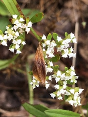 Limnosciadium pumilum