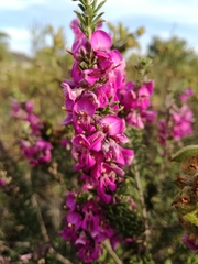 Indigofera sulcata