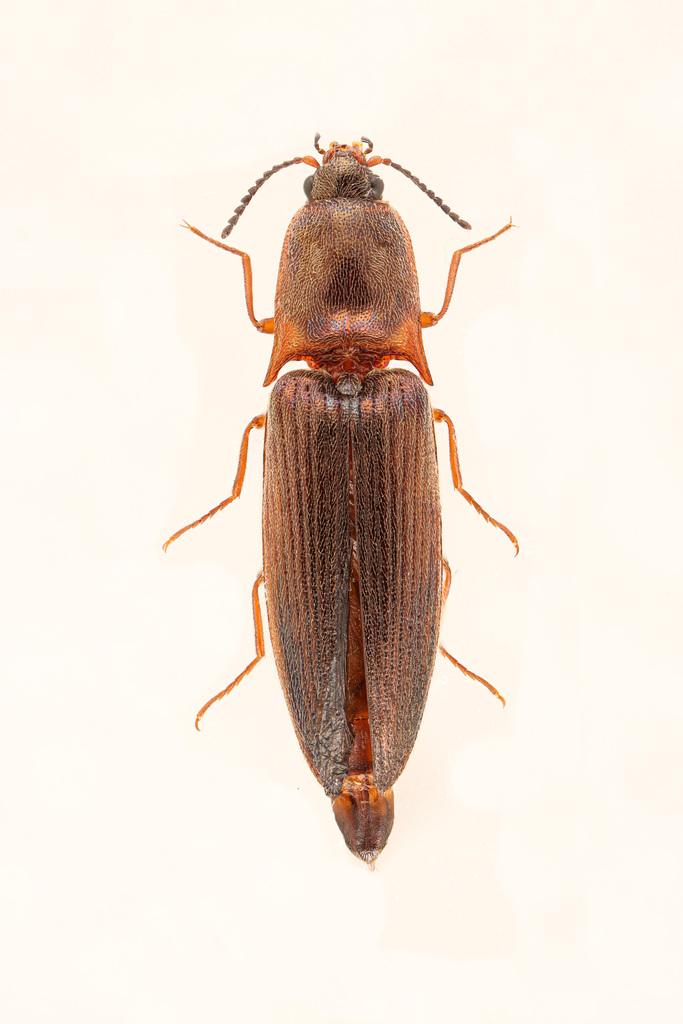 Sericus viridanus