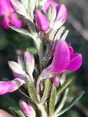 Indigofera sulcata