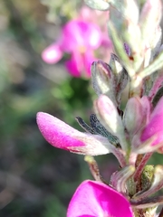 Indigofera sulcata