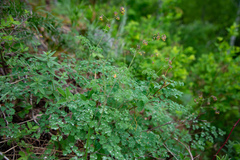 Thalictrum foetidum