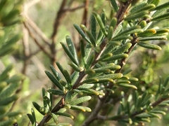 Indigofera sulcata