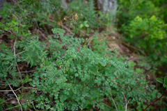 Thalictrum foetidum