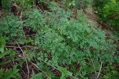 Thalictrum foetidum