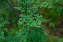 Thalictrum foetidum