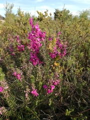 Indigofera sulcata