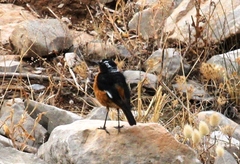 Phoenicurus moussieri