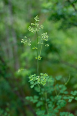Thalictrum foetidum
