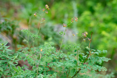 Thalictrum foetidum