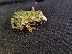 Taylor's Barking Frog photo 5