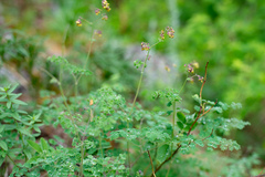 Thalictrum foetidum