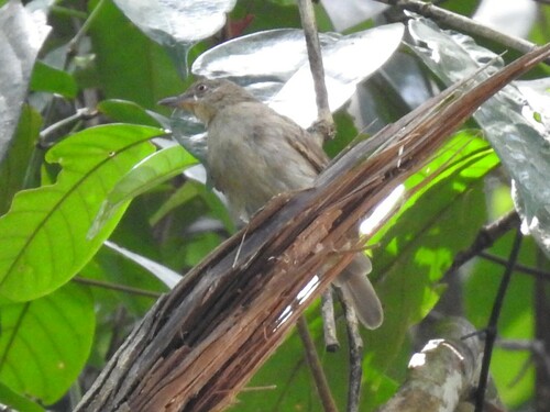 Cream-eyed Bulbul (Pycnonotus pseudosimplex), photo 4
