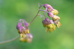 Thalictrum foetidum