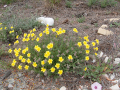 Helianthemum hirtum