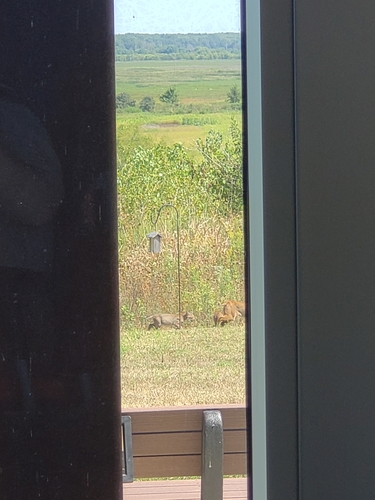 Bobcat photographed in Indiana