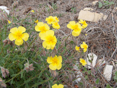 Helianthemum hirtum