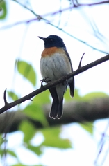 Blue-Throated Blue Flycatcher photo 2