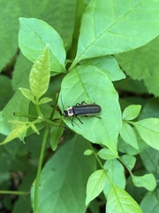 Podabrus brevicollis